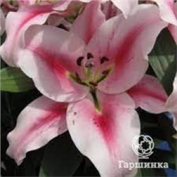 Лилии Фронтера 2шт 12/14 (ИС) ОТ МОДУЛЬ