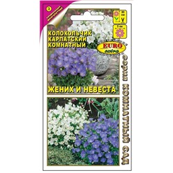 Колокольчик Жених и Невеста карпатский комнатный Мн (Аэлита)