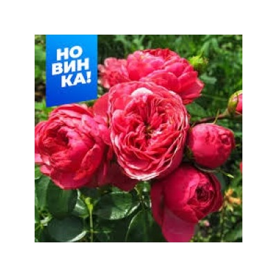 Роза Меджик рококо (Сем.Алтая)