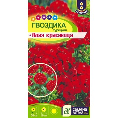 Гвоздика Турецкая Алая Красавица