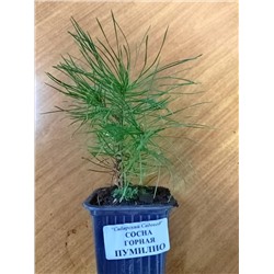 Сосна Горная Пумилио (Код: 12836)