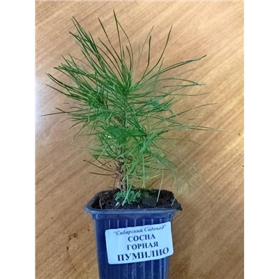 Сосна Горная Пумилио (Код: 12836)