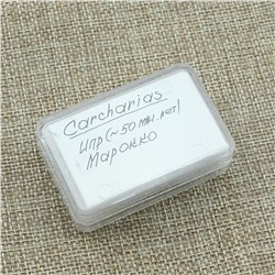 Зубы акулы "Carcharias" 5шт. в блистерной упаковке