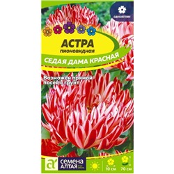 Астра Седая Дама Красная ПИОНОВИДНА