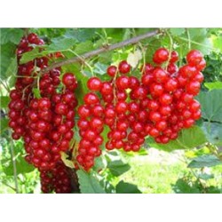 Смородина Красная Татьяна (Поиск)