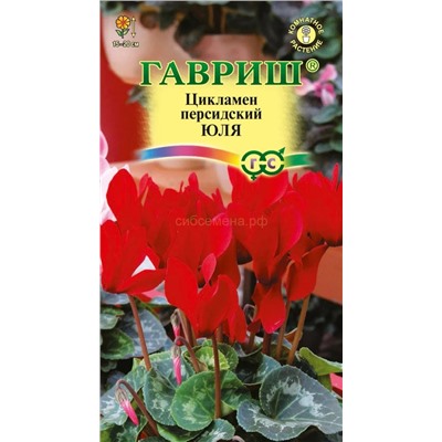 Цикламен Юля (Гавр)