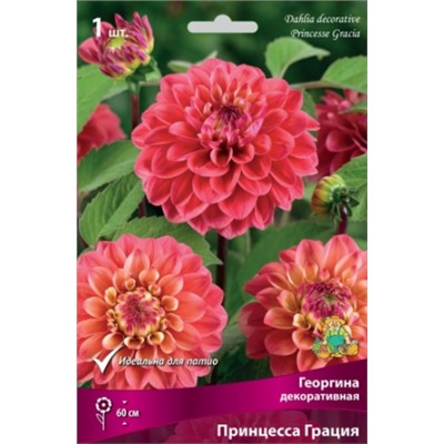 Георгин Принцесса Грация 1шт (Поиск)