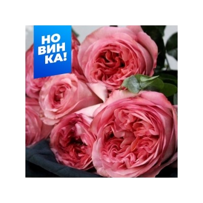 Роза Фуга (Сем.Алтая)