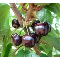 Черешня Свитхарт клоновый подвой (Поиск) УКС