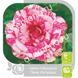 Роза Пинк Интуишн (Сем.Алтая) ЧГ