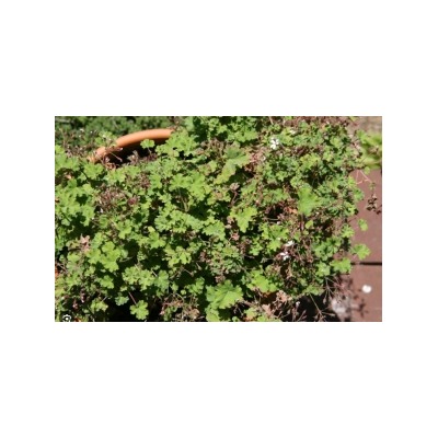 Пеларгония душистая Fruity (запах фруктов)  укорен.черенок