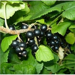 Смородина Черная Багира (Поиск)