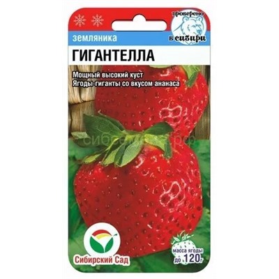 Земляника  Гигантелла (Сиб сад)