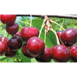 Вишня Эффектная ДЮК (Поиск) УКС
