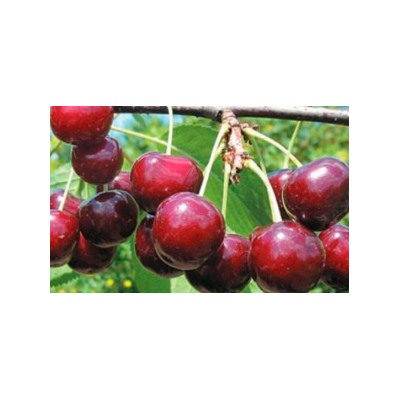 Вишня Эффектная ДЮК (Поиск) УКС