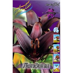 Лилии Ландини 5шт (ИС) азиат