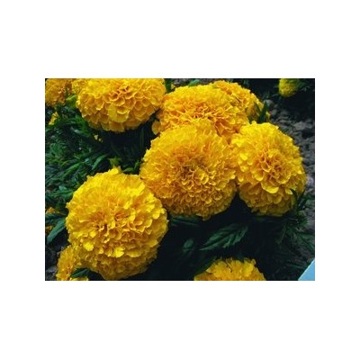 Цв.Барх.Каландо голд (НК) 0,2г