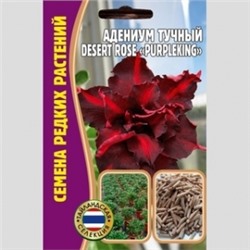Цв.Адениум Десерт Роуз Пурпл Кинг (Desert Rose Purple King) (Григорьев) 3шт