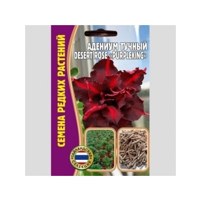 Цв.Адениум Десерт Роуз Пурпл Кинг (Desert Rose Purple King) (Григорьев) 3шт