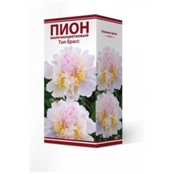 Пион Топ Брасс трав.1шт (Поиск)