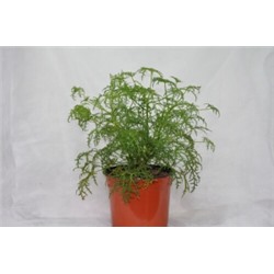 Пеларгония душистая filicifolium (укорен.черенок)  запах смолы с примесью мяты