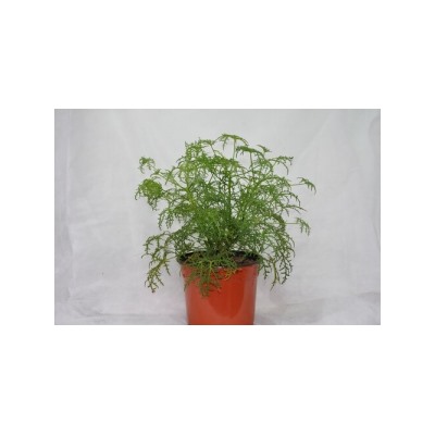 Пеларгония душистая filicifolium (укорен.черенок)  запах смолы с примесью мяты