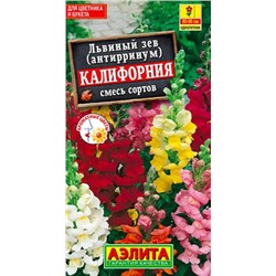 Львиный зев Калифорния Аэлита