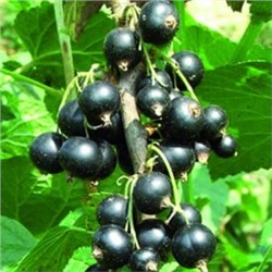 Смородина Черная Ажурная (Поиск)