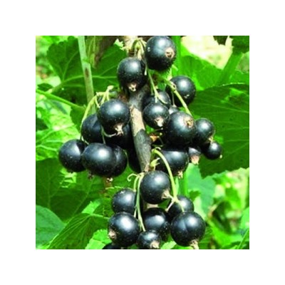 Смородина Черная Ажурная (Поиск)