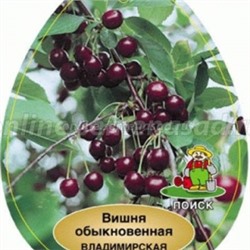 Вишня Владимирская (Поиск) УКС