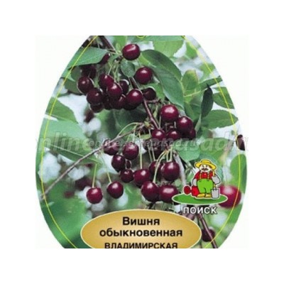 Вишня Владимирская (Поиск) УКС