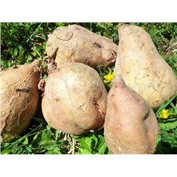 Батат (клубни)