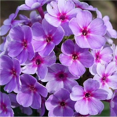 Флоксы Юник Муви 1 шт СдС