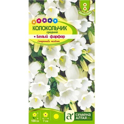 Колокольчик Белый Фарфор, сред (Алтай)