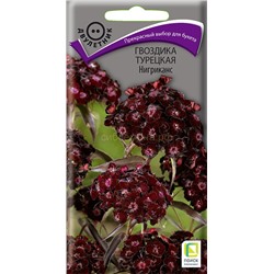 Гвоздика турецкая Нигриканс (П)