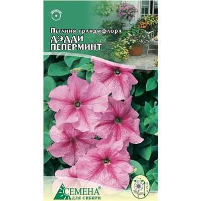 Петуния Дэдди Пеперминт F1, 10сем (цв)