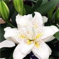 Лилии Зита Roselily 5шт (ИС) вост.махр