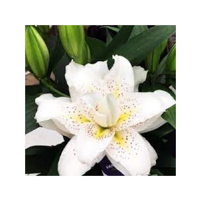 Лилии Зита Roselily 5шт (ИС) вост.махр