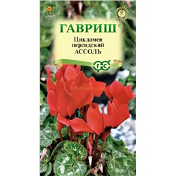 Цикламен Ассоль (Гавр)