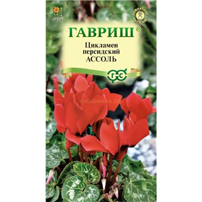 Цикламен Ассоль (Гавр)