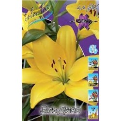 Лилии Эль Диво 7шт (ИС) ЛА
