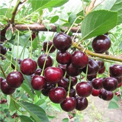 Вишня Харитоновская (Поиск) УКС