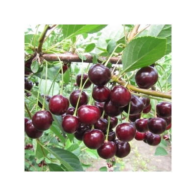 Вишня Харитоновская (Поиск) УКС