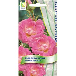 Роза Ангельская роза полиантовая (П)