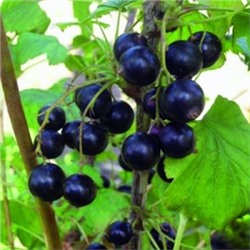 Смородина Черная Созвездие (Поиск)