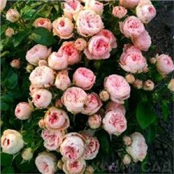Роза Лавли Рококо (Поиск) ЧГ