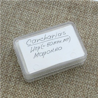Зубы акулы "Carcharias" 5шт. в блистерной упаковке