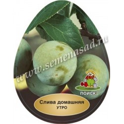 Слива Утро (Поиск) кор