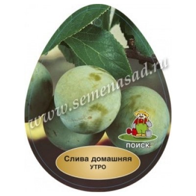 Слива Утро (Поиск) кор