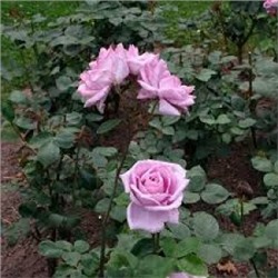 Роза Майнзер Фастнахт (Поиск) ЧГ